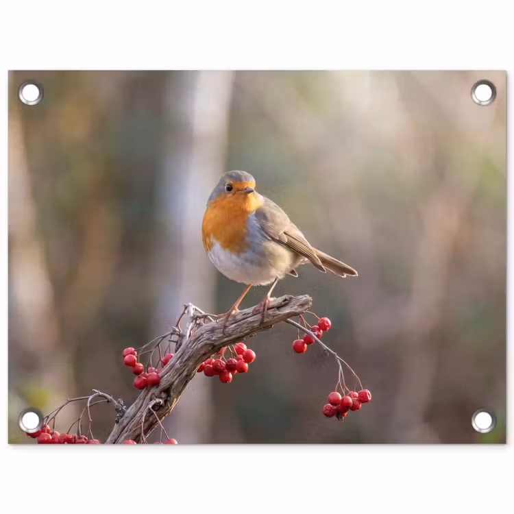 Tuinposter - Roodborst - Tak - Bessen - Natuur — 1