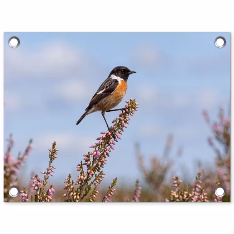 Tuinposter - Roodborsttapuit - Heide - Paars - Natuur - Sfeervol — 1