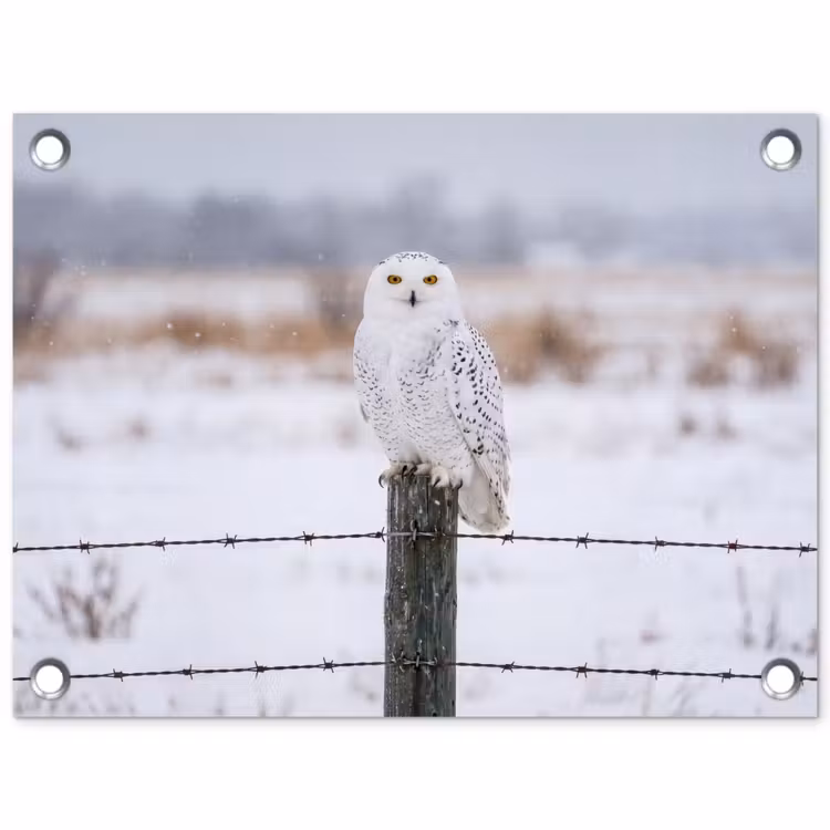 Tuinposter - Sneeuwuil - Hek - Sneeuw - Wit — 1