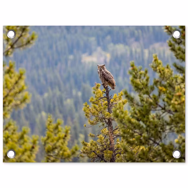 Tuinposter - Uil - Oehoe - Bomen - Natuur — 1