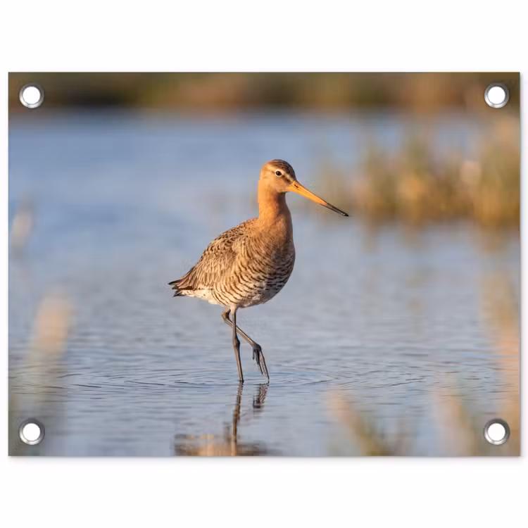 Tuinposter - Vogel - Steltloper - Water - Natuur — 1