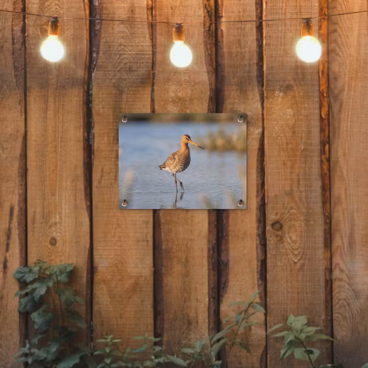 Tuinposter - Vogel - Steltloper - Water - Natuur — 2