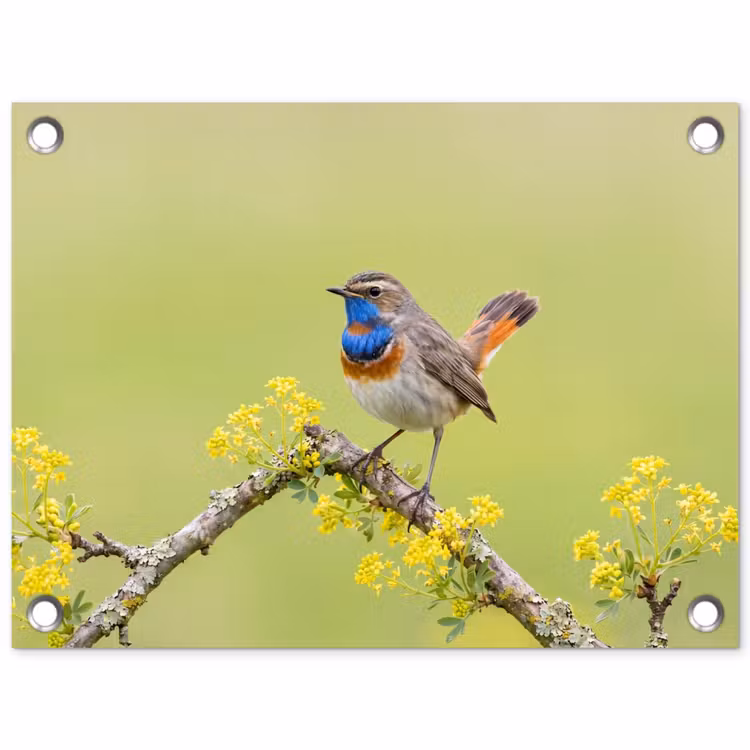 Tuinposter - Vogel - Tak - Natuur - Kleurrijk — 1