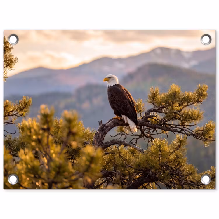 Tuinposter - Zeearend - Boom - Bergen - Groen — 1