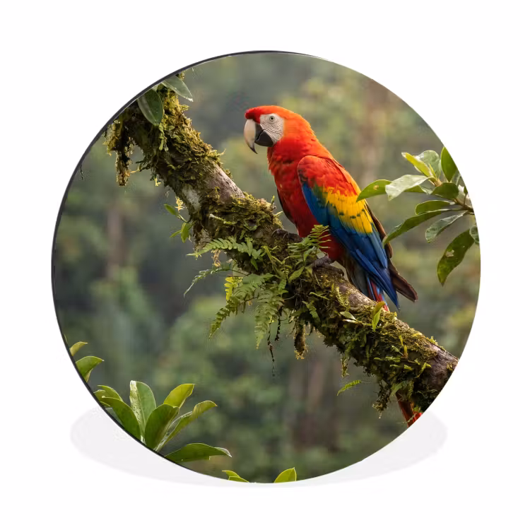 Wandcirkel - Aluminium - Ara - Jungle - Rood — 1