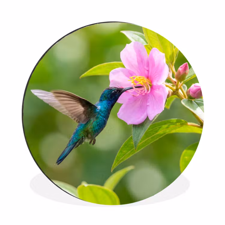 Wandcirkel - Aluminium - Kolibrie - Bloem - Natuur - Groen — 1