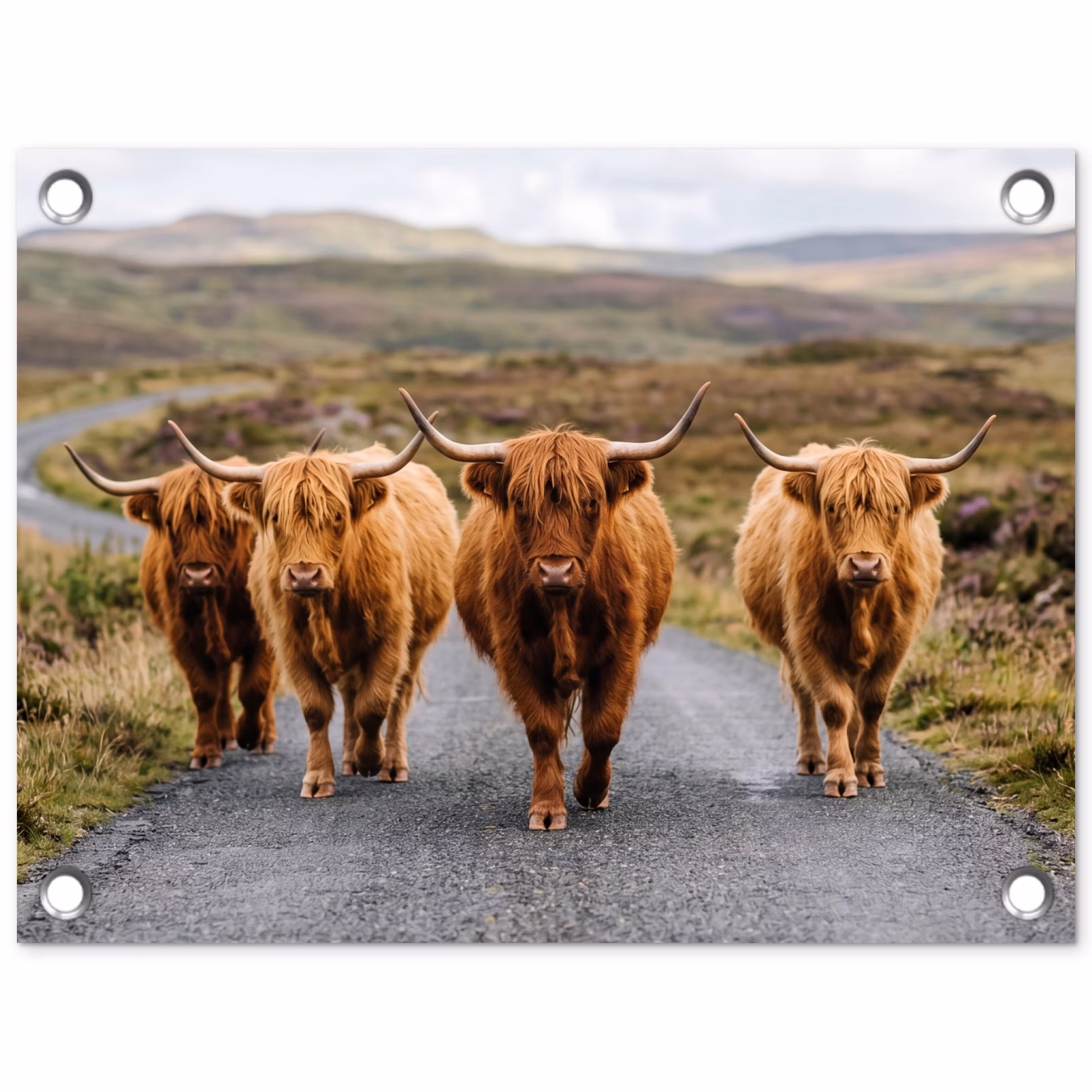 Tuinposter - Schotse Hooglanders - Weg - Landschap - Kudde — 1