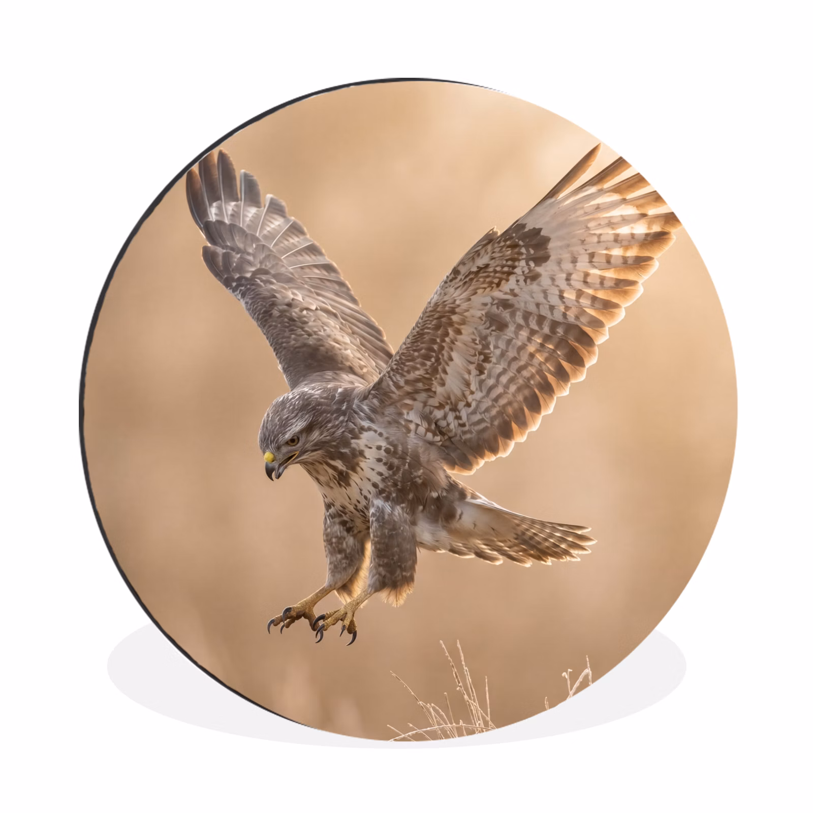 Wandcirkel - Aluminium - Buizerd - Roofvogel - Natuur - Bruin — 1
