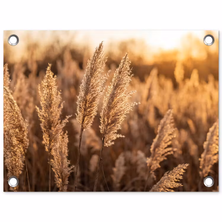 Tuinposter - Rietpluimen - Gras - Zonsondergang - Goud - Serene — 1