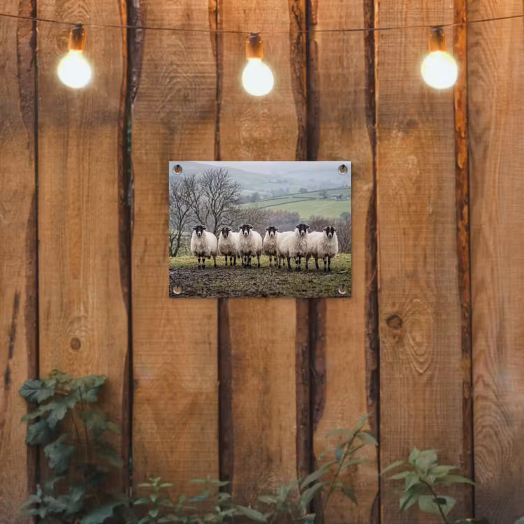 Tuinposter - Schapen - Rij - Weide - Dieren - Platteland — 2
