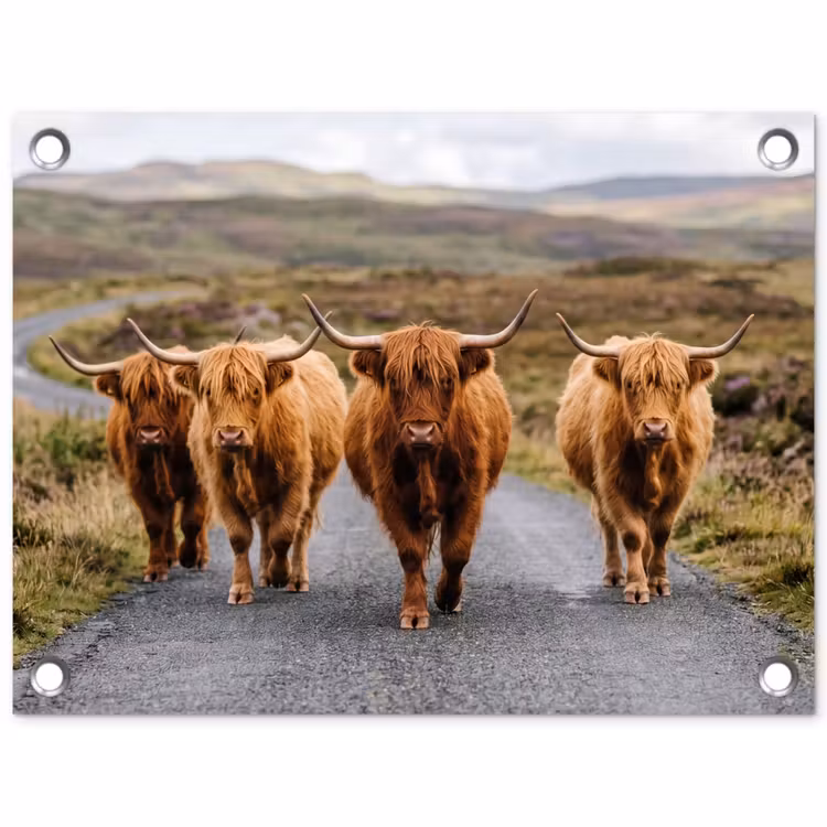 Tuinposter - Schotse Hooglanders - Weg - Landschap - Kudde — 1