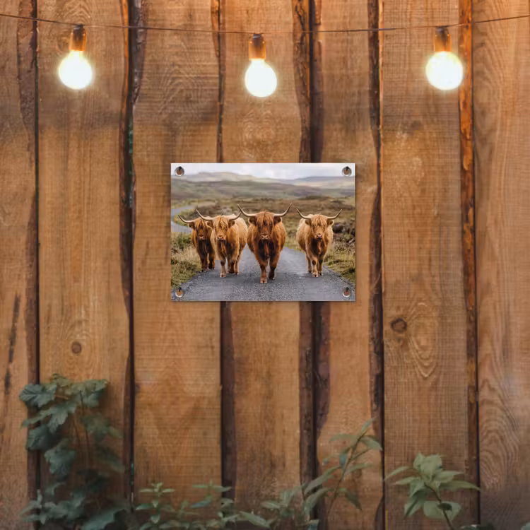 Tuinposter - Schotse Hooglanders - Weg - Landschap - Kudde — 2