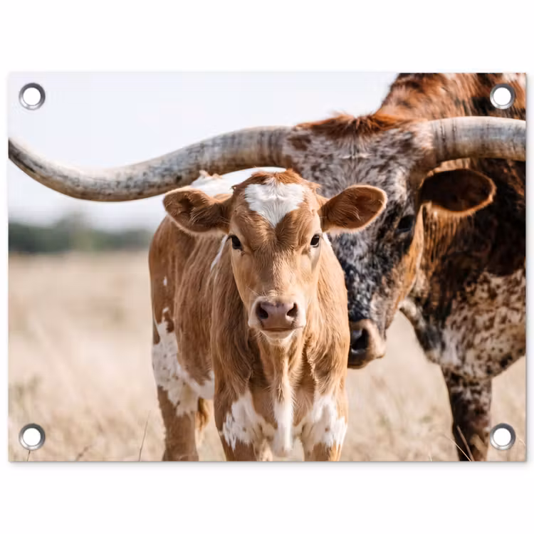 Tuinposter - Texas Longhorn - Kalf - Weide - Dieren — 1