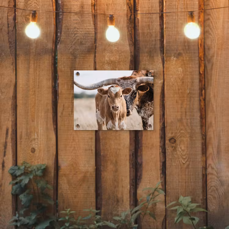 Tuinposter - Texas Longhorn - Kalf - Weide - Dieren — 2