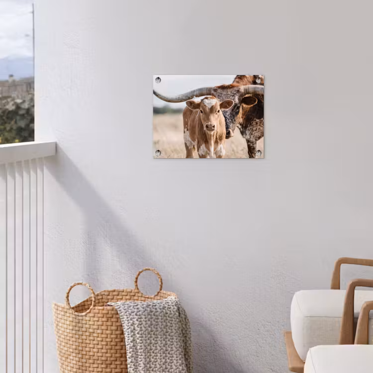 Tuinposter - Texas Longhorn - Kalf - Weide - Dieren — 3