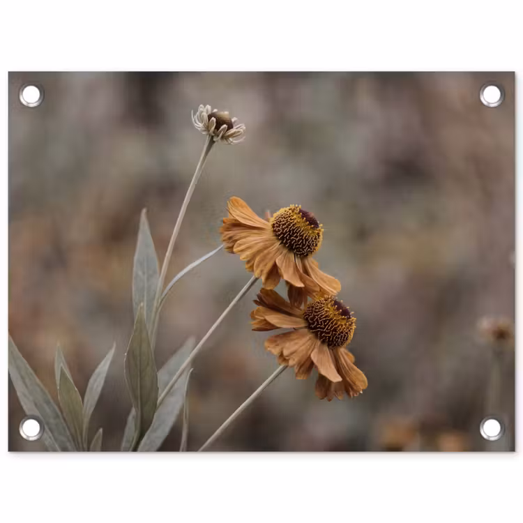 Tuinposter - Zonnehoed - Droogbloemen - Geel - Warm — 1