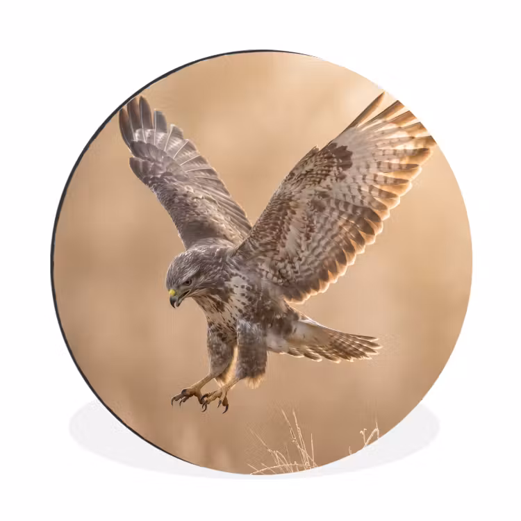Wandcirkel - Aluminium - Buizerd - Roofvogel - Natuur - Bruin — 1