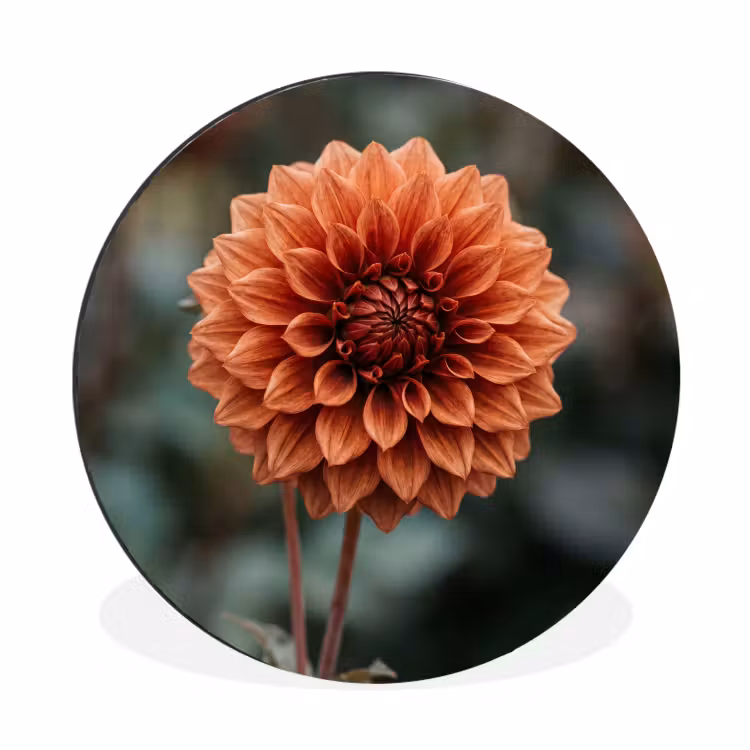 Wandcirkel - Aluminium - Dahlia - Bloem - Natuur - Sfeervol — 1