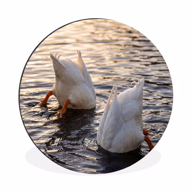 Wandcirkel - Aluminium - Eenden - Water - Natuur — 1