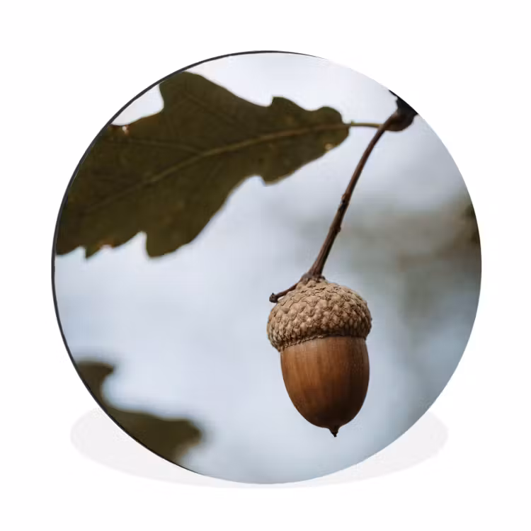 Wandcirkel - Aluminium - Eikel - Eikenblad - Bos - Herfst - Natuur — 1
