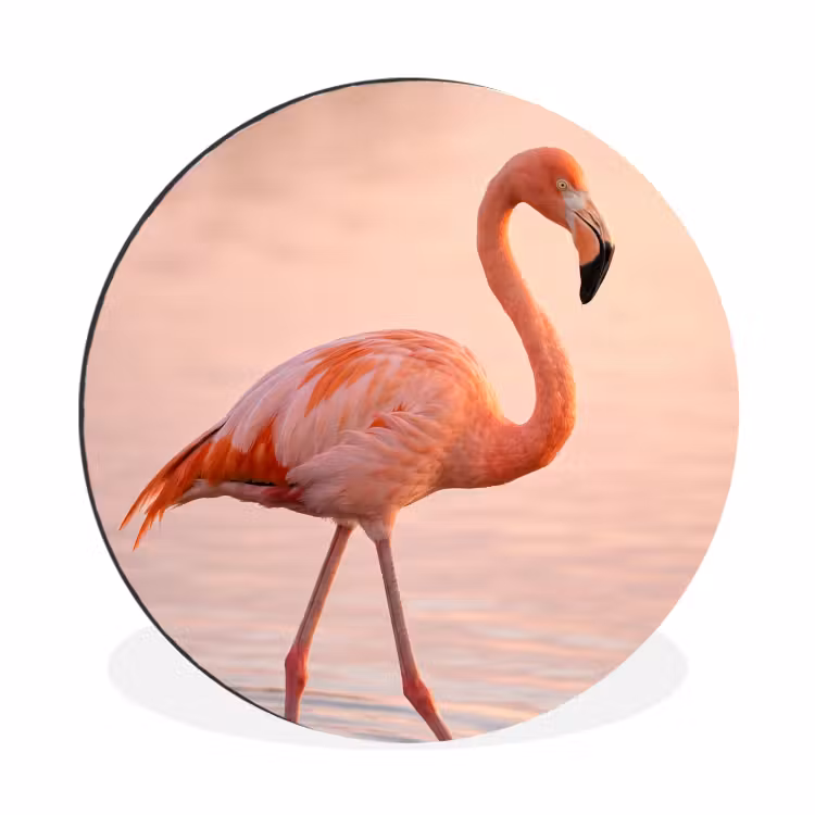 Wandcirkel - Aluminium - Flamingo - Water - Roze — 1