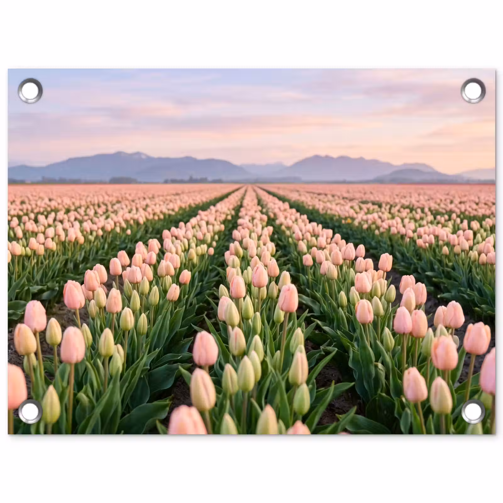 Tuinposter - Tulpen - Landschap - Roze — 1