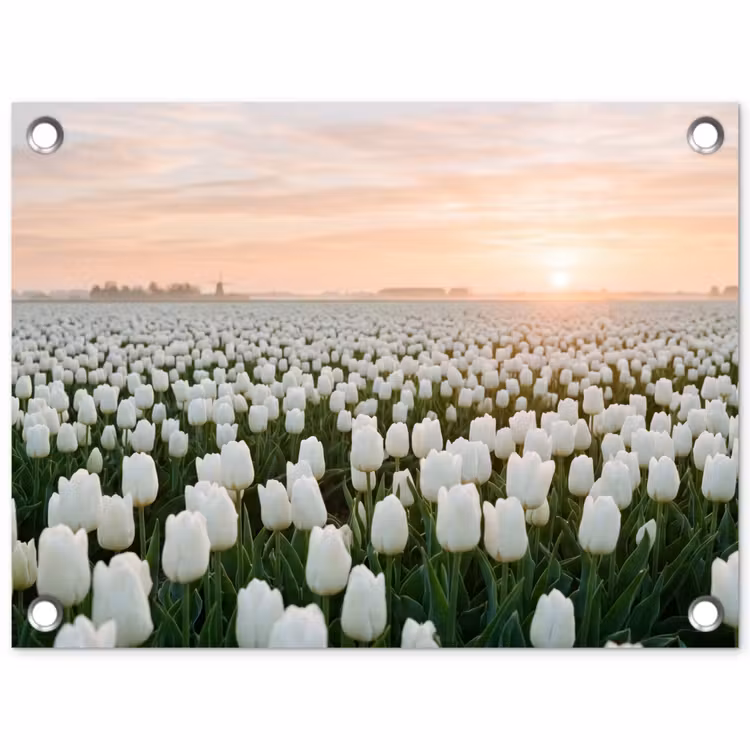 Tuinposter - Tulpen - Landschap - Wit — 1