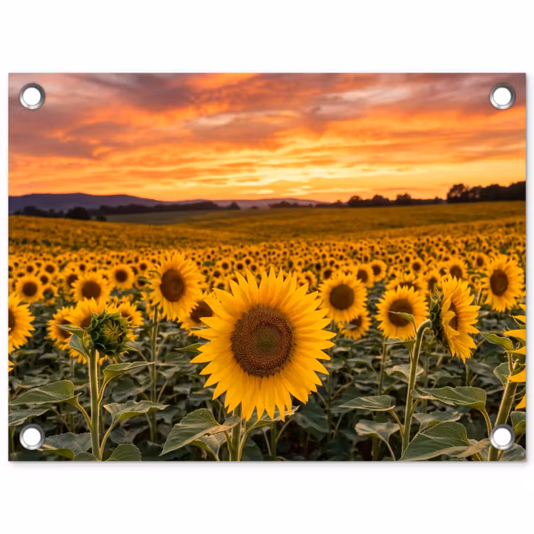 Tuinposter - Zonnebloemen - Heuvellandschap - Geel — 1