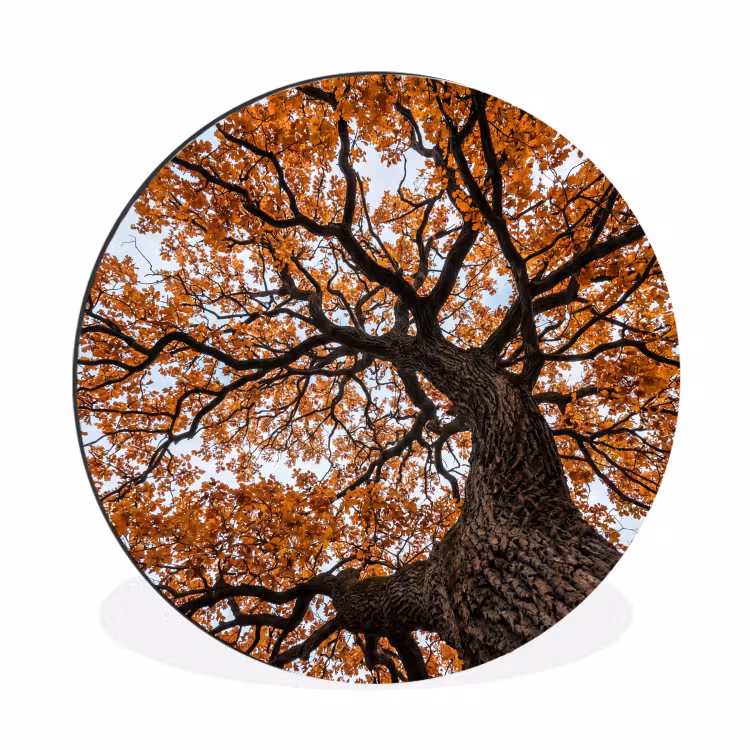 Wandcirkel - Aluminium - Boom - Bladerdak - Herfst - Oranje - Sfeervol — 1