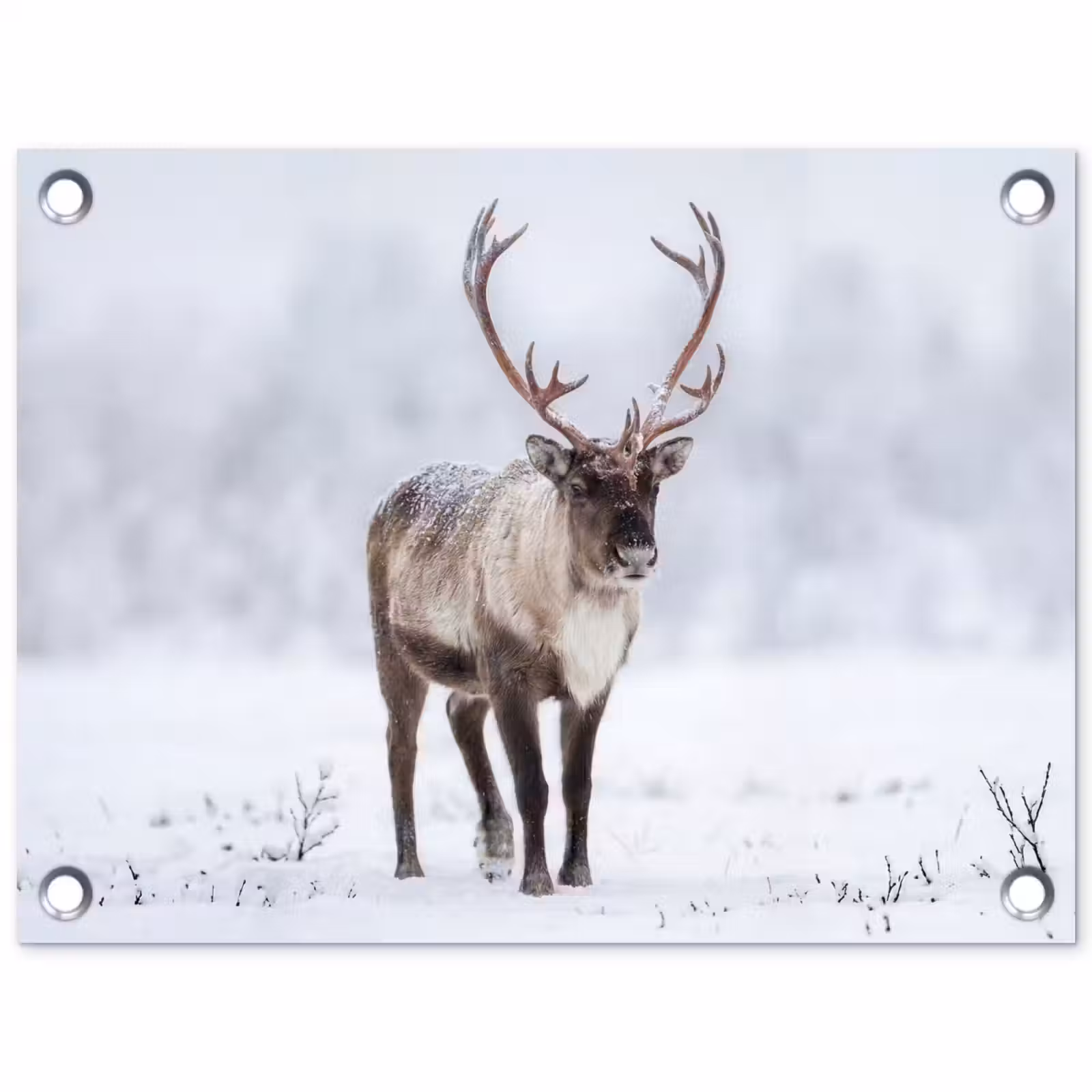 Tuinposter - Rendier - Gewei - Toendra - Sneeuw - Wild — 1