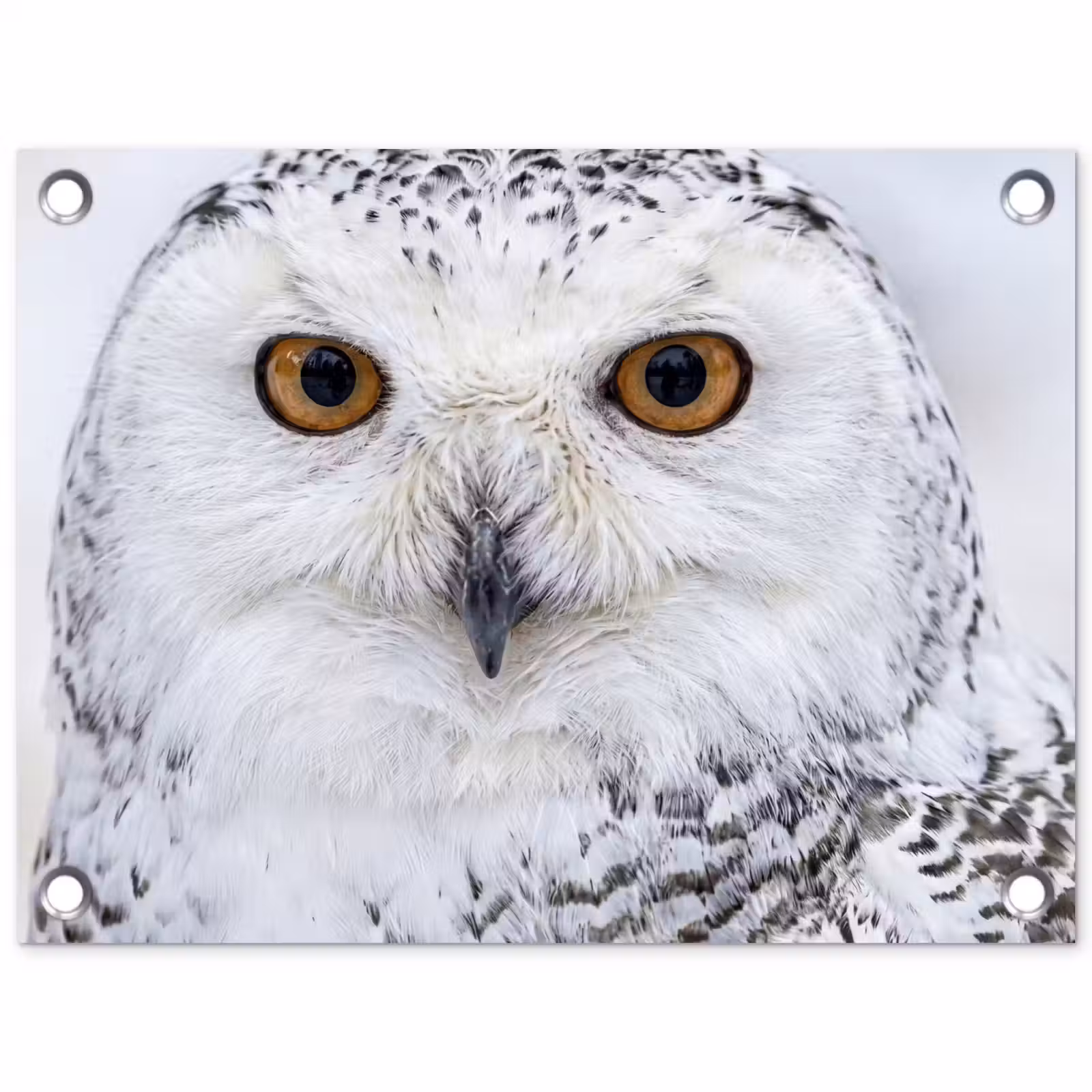Tuinposter - Sneeuwuil - Oog - Wildlife - Wit — 1