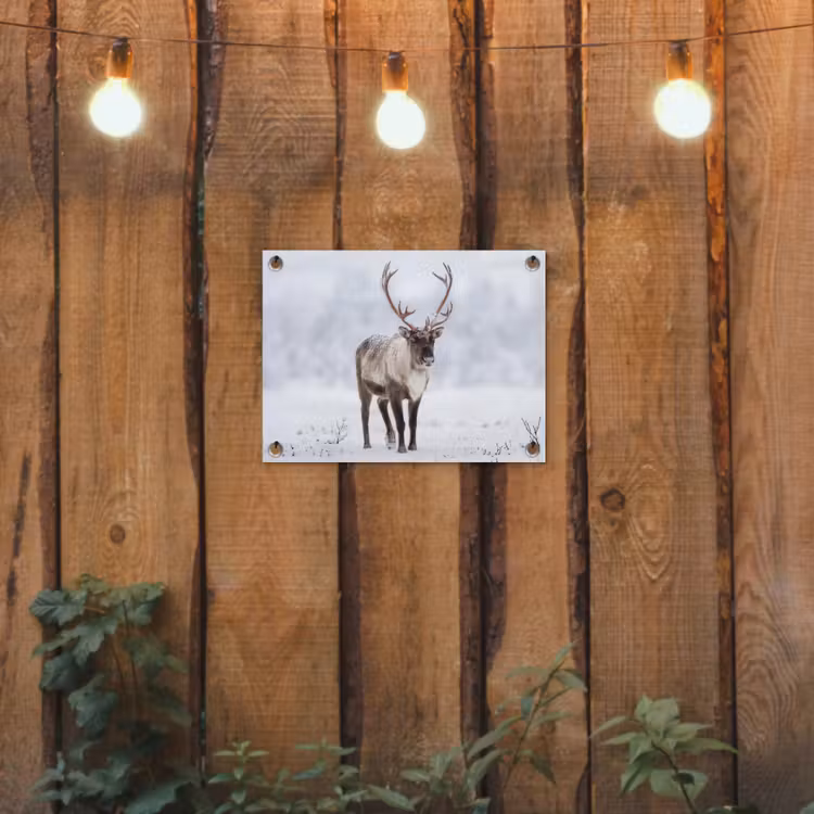 Tuinposter - Rendier - Gewei - Toendra - Sneeuw - Wild — 2