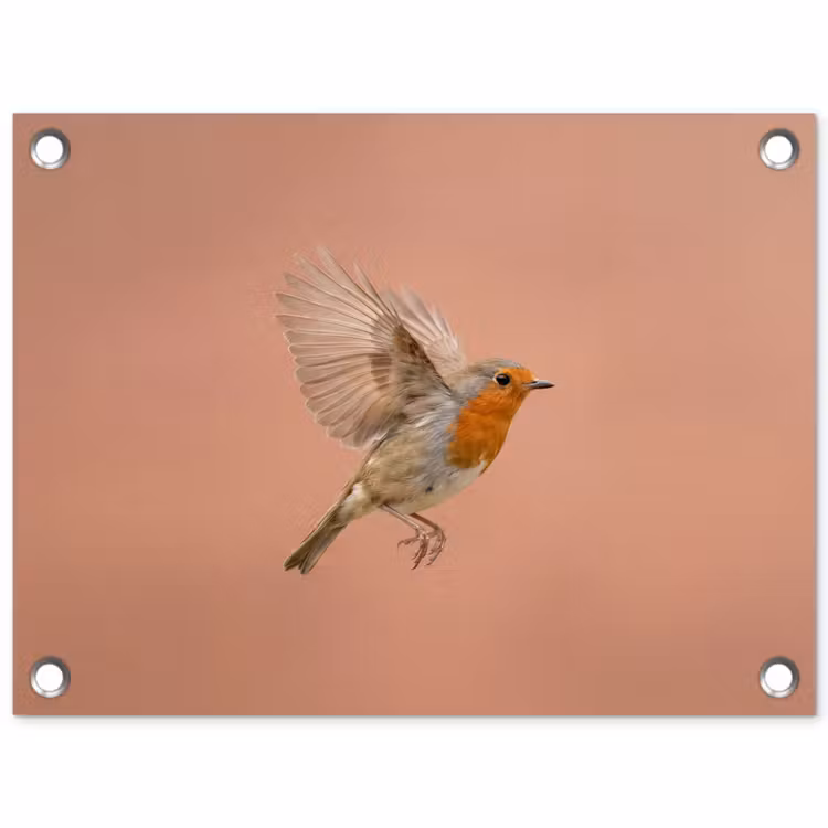 Tuinposter - Roodborst - Natuur - Roze — 1