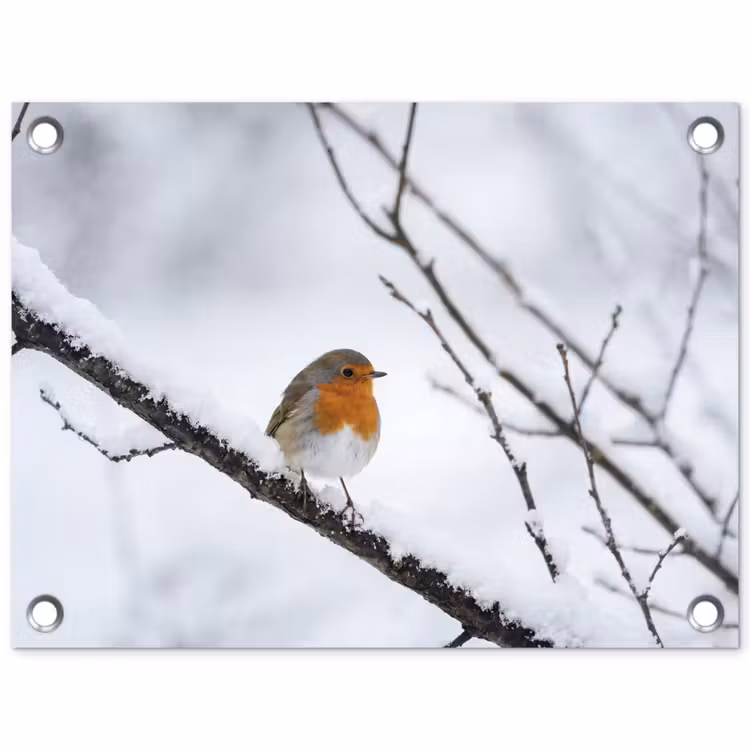 Tuinposter - Roodborstje - Tak - Sneeuw - Winter - Levendig — 1