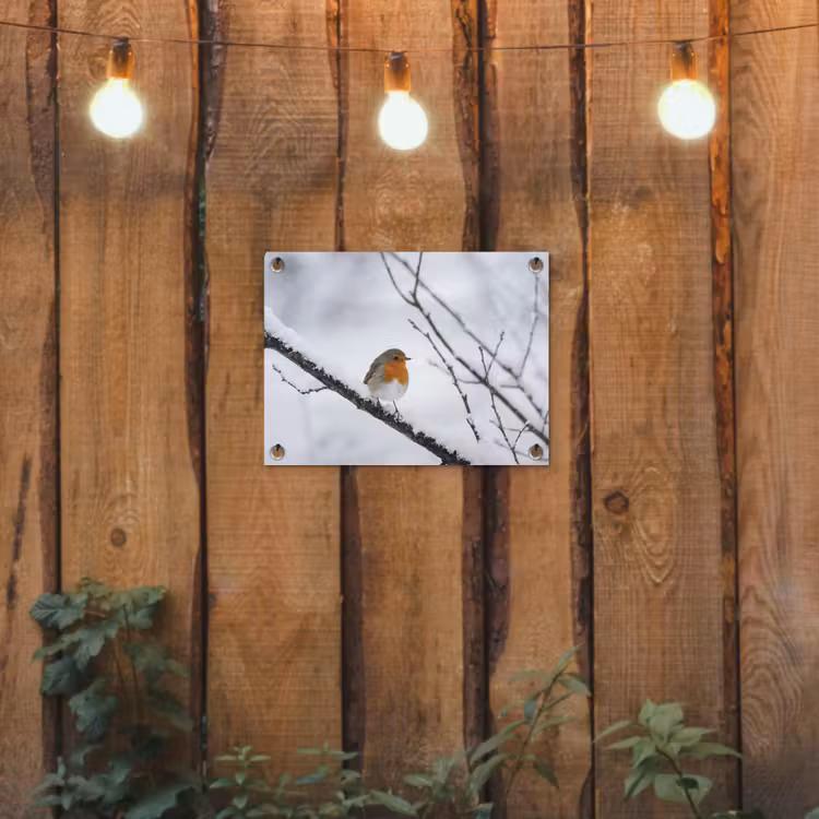 Tuinposter - Roodborstje - Tak - Sneeuw - Winter - Levendig — 2