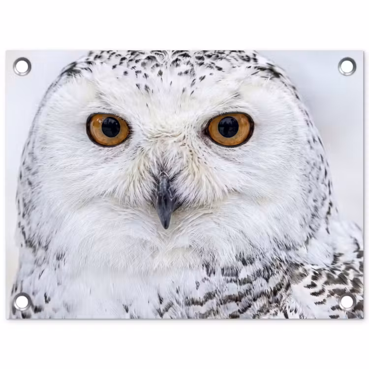 Tuinposter - Sneeuwuil - Oog - Wildlife - Wit — 1