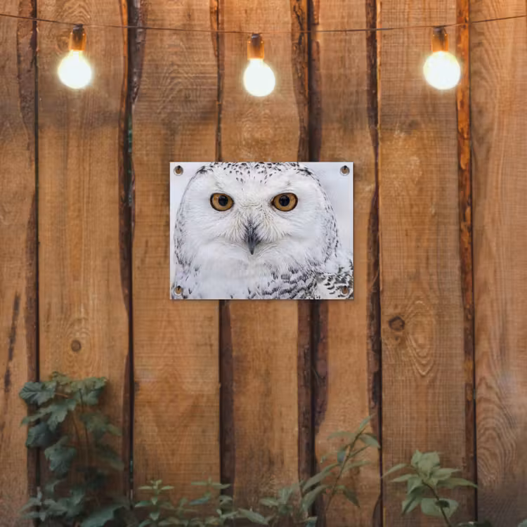 Tuinposter - Sneeuwuil - Oog - Wildlife - Wit — 2