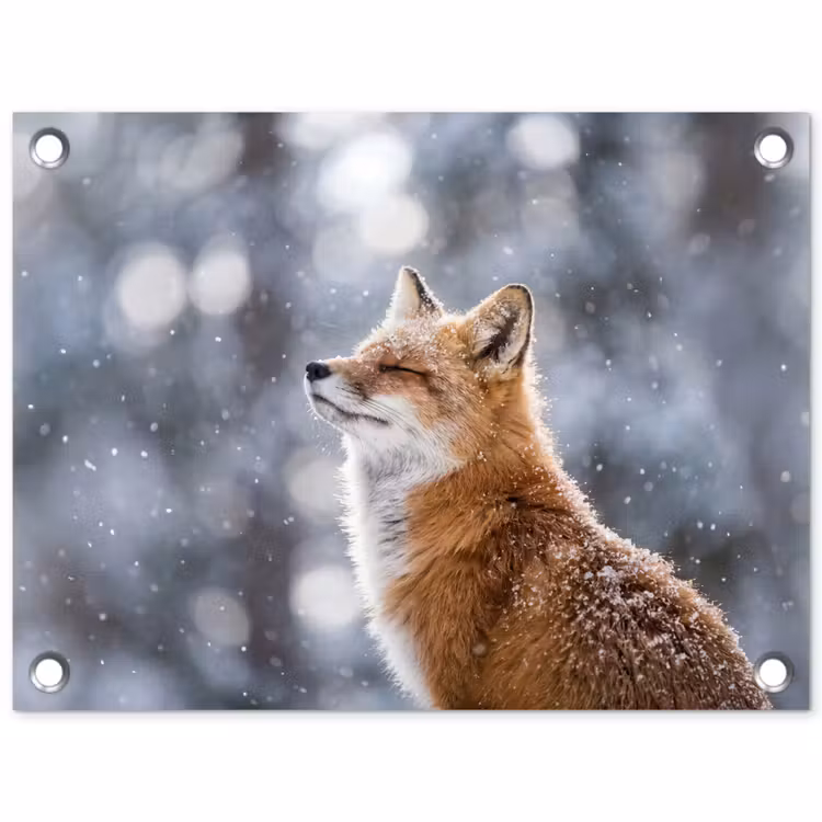Tuinposter - Vos - Sneeuwval - Portret - Winter - Sfeervol — 1
