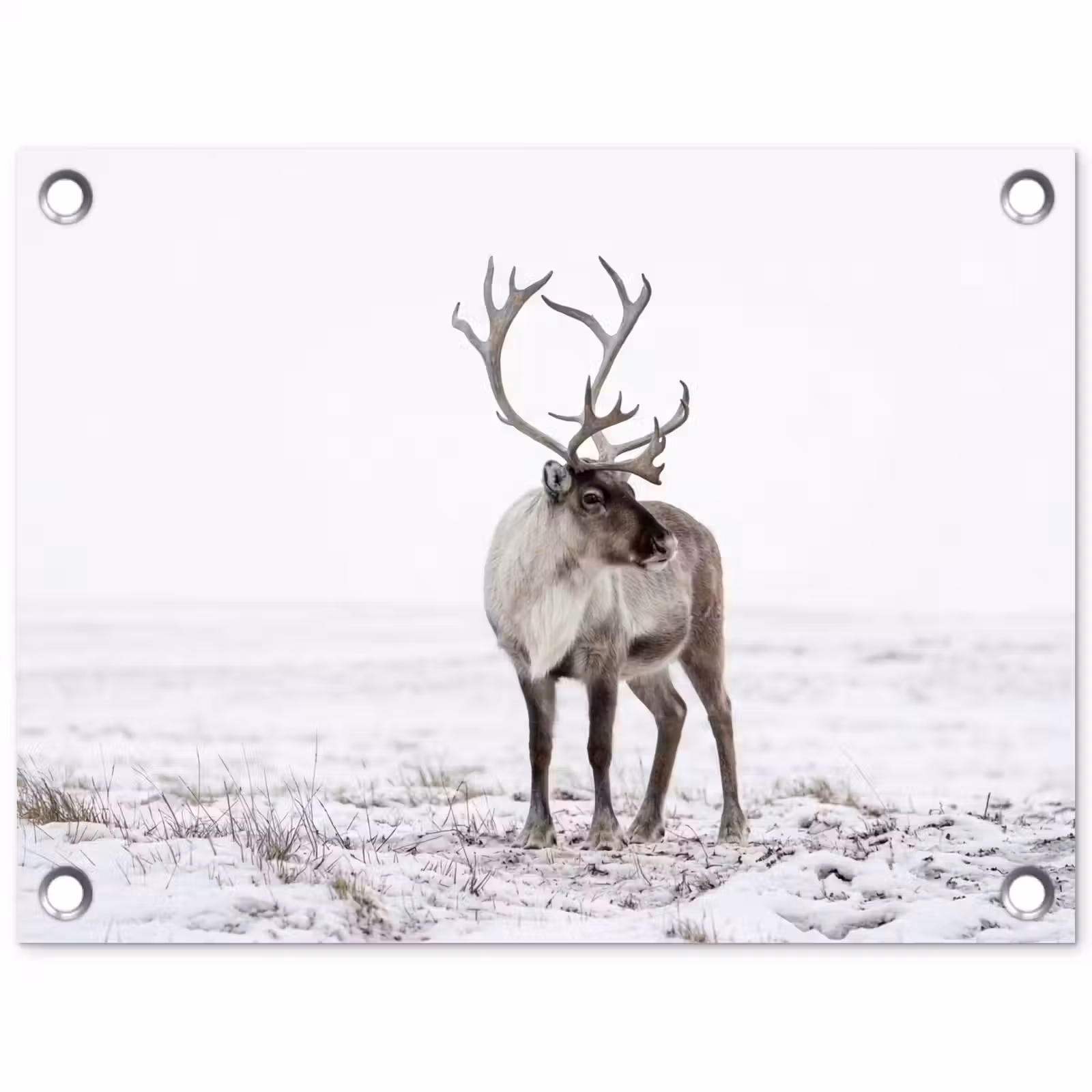 Tuinposter - Rendier - Gewei - Sneeuw - Winter — 1
