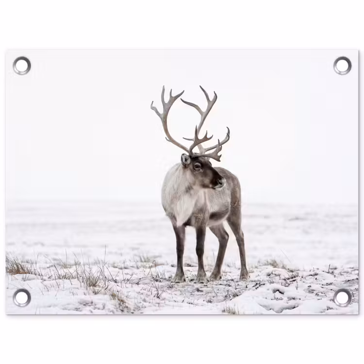 Tuinposter - Rendier - Gewei - Sneeuw - Winter — 1