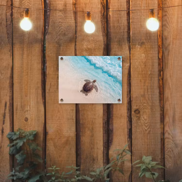 Tuinposter - Schildpad - Helder water - Strand - Dieren - Natuur — 2