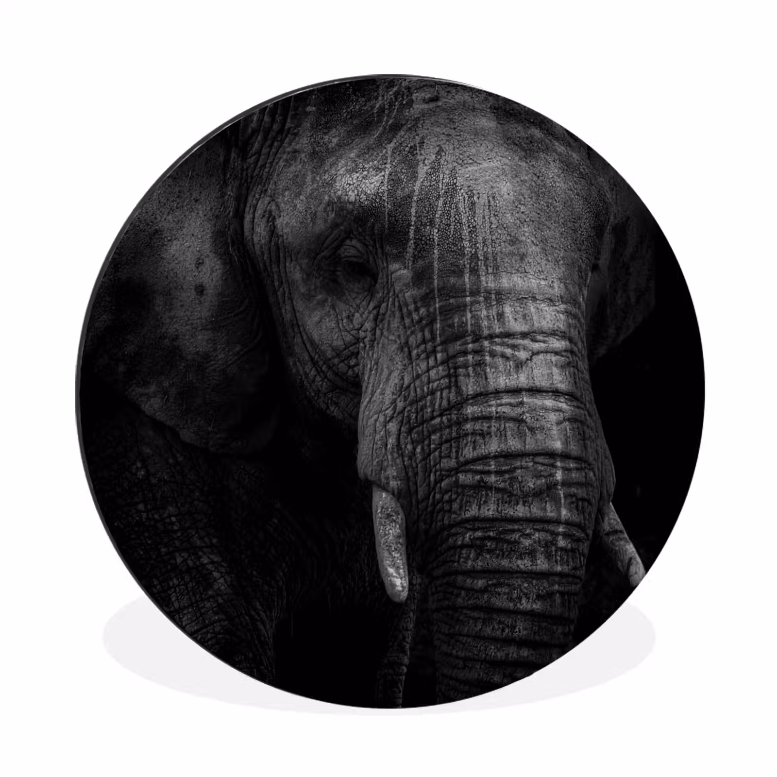 Wandcirkel - Aluminium - Olifant - Dier - Portret — 1