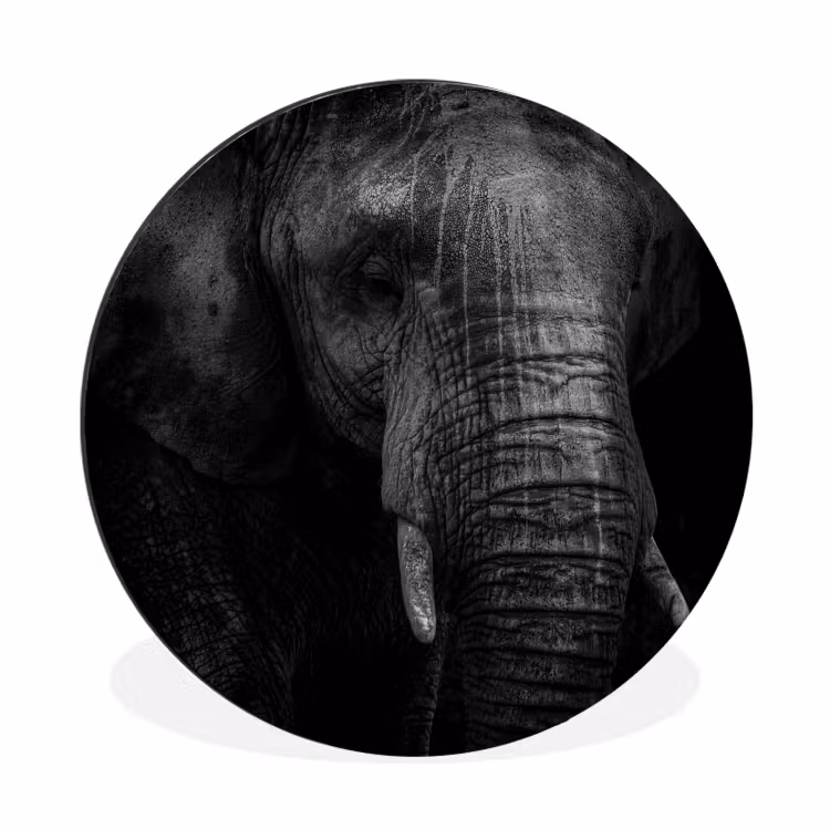 Wandcirkel - Aluminium - Olifant - Dier - Portret — 1