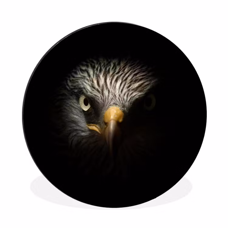 Wandcirkel - Aluminium - Vogel - Adelaar - Roofvogels - Oog - Snavel - Licht — 1