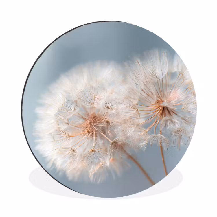 Wandcirkel - Aluminium - Paardenbloemen - Pluisjes - Wit — 1