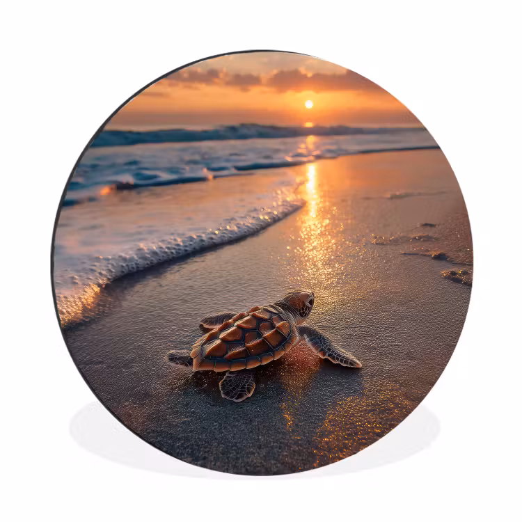 Wandcirkel - Aluminium - Schildpad - strand - Zonsondergang — 1
