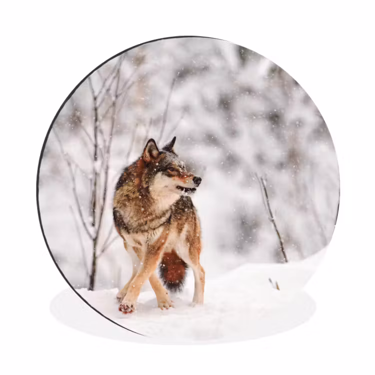 Wandcirkel - Aluminium - Wolf - Winter - Sneeuw - Natuur - Dieren — 1