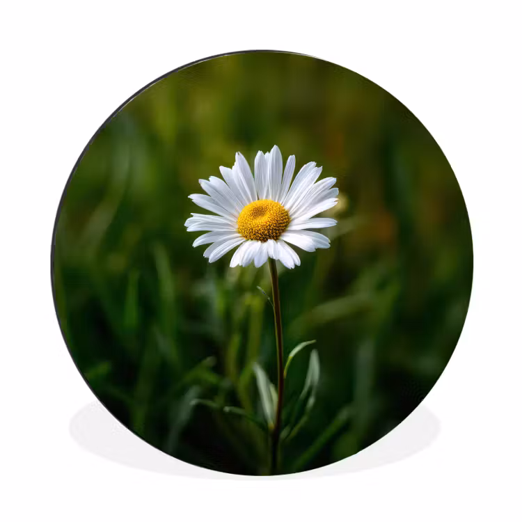 Wandcirkel - Aluminium - Wit - Madeliefje - Bloem - Gras — 1