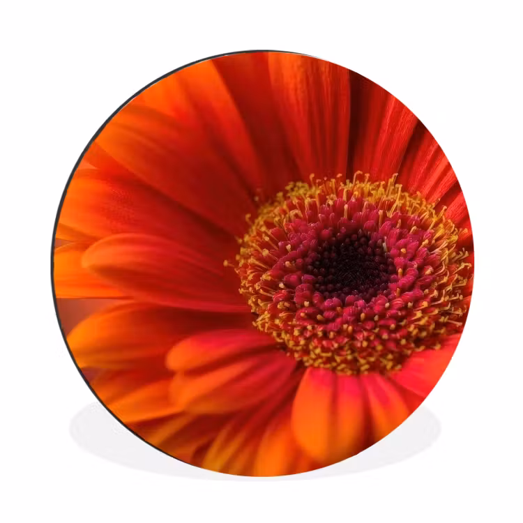 Wandcirkel - Aluminium - Oranje - Gerbera - Intens — 1