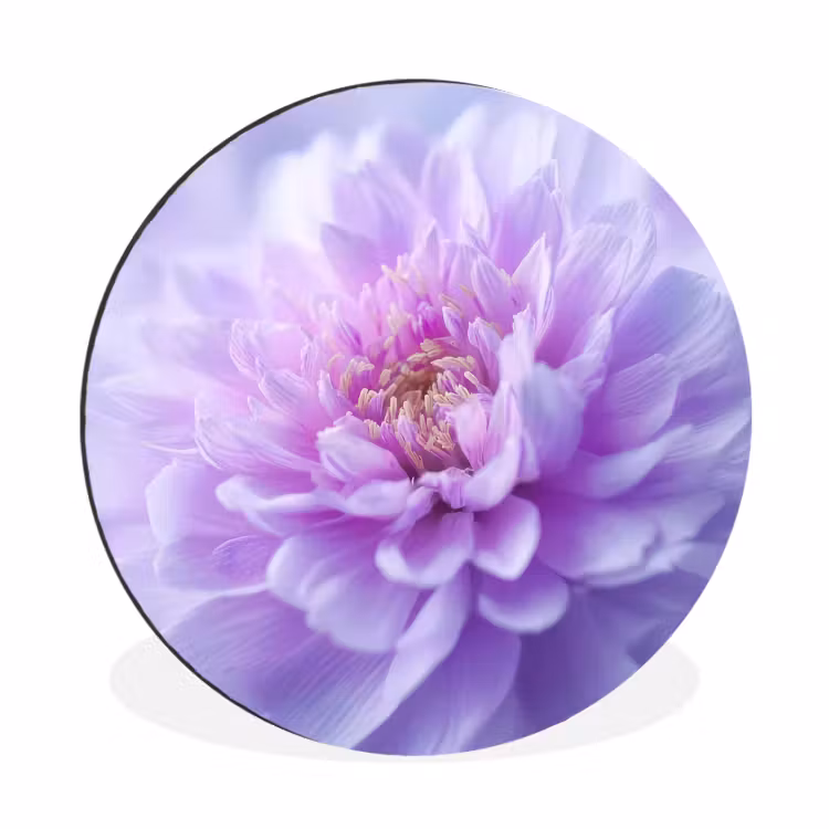 Wandcirkel - Aluminium - Paars - Dahlia - Dromerig — 1